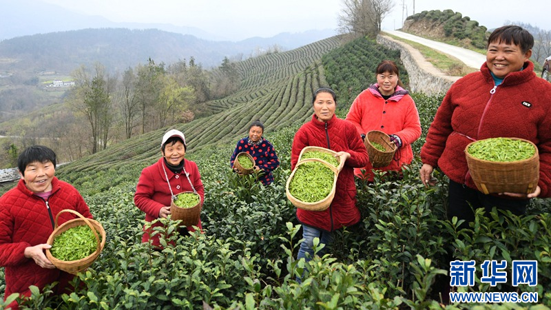 湖北保康：明前茶飘香 茶农采摘忙