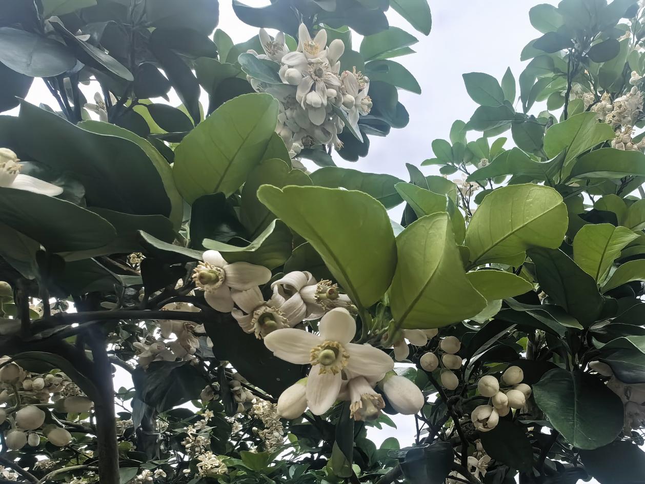 廣西容縣舉行農産品産銷對接暨柚花文化旅遊活動_fororder_20240330_105939