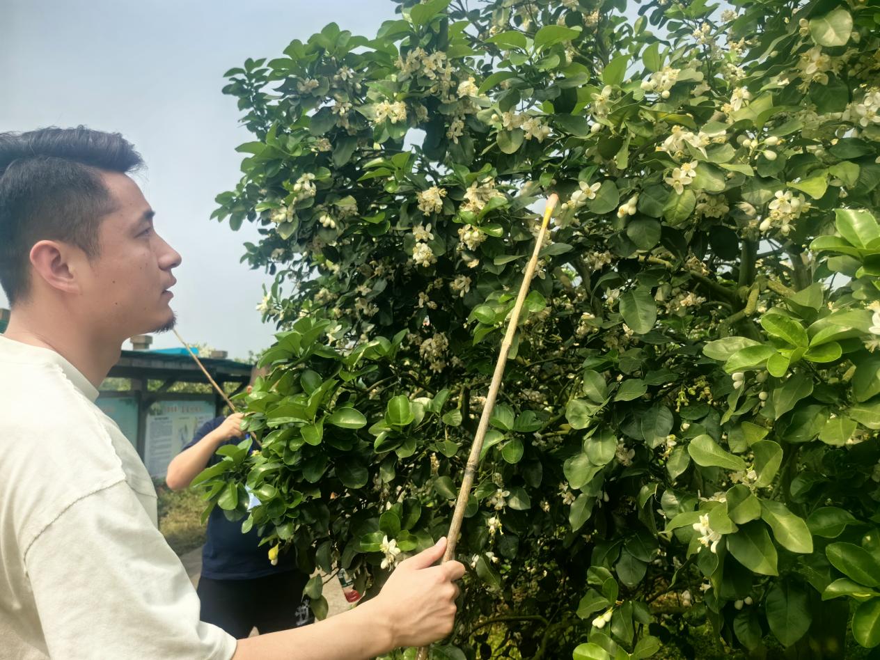 廣西容縣舉行農産品産銷對接暨柚花文化旅遊活動_fororder_mmexport1711767847374