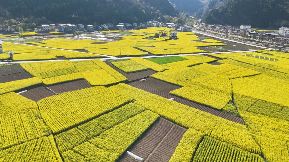 陕西镇巴：春入巴山 观金色花海