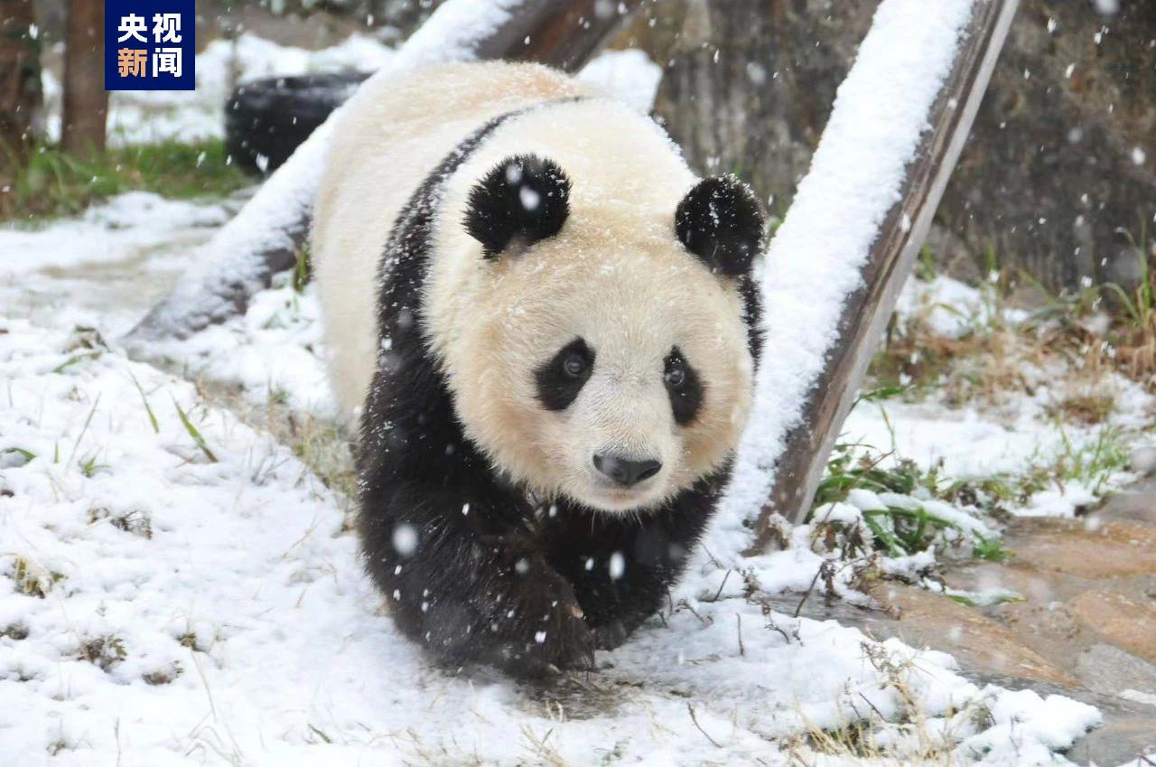 日本大熊猫死亡图片