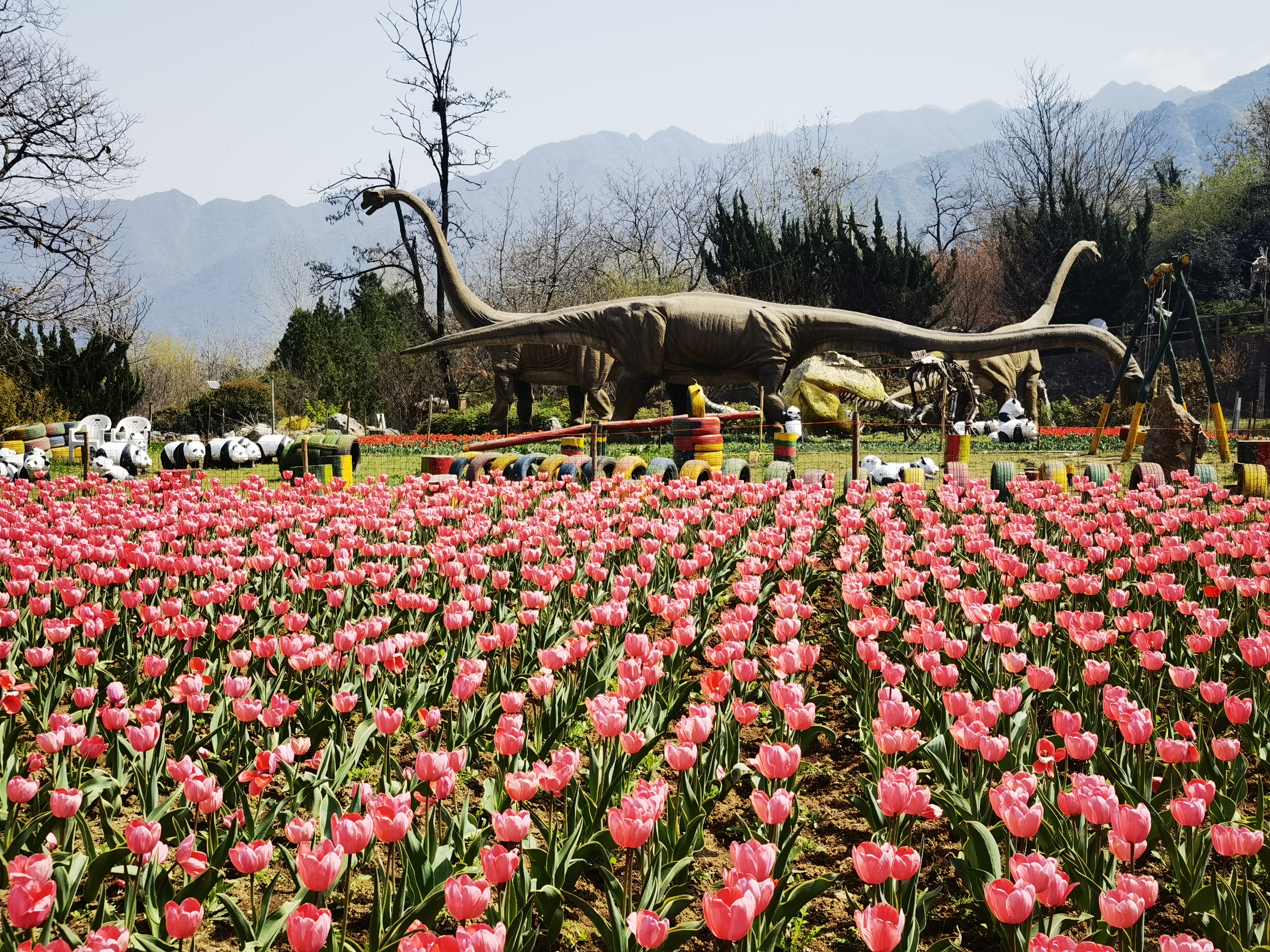 【鏡觀陜西·第11期】鄠邑阿姑泉牡丹苑:十萬餘株鬱金香競相綻放_fororder_微信圖片_20240401161804