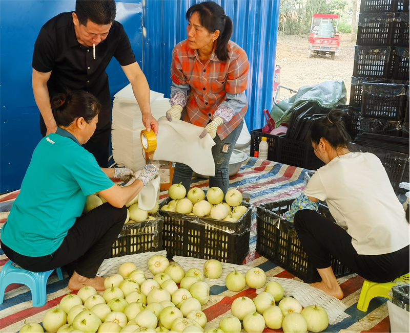 廣西龍州：香瓜上市採摘忙，香甜産業促振興_fororder_圖片5