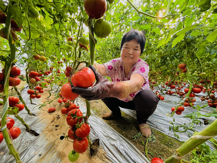 河北涞水：小小西红柿 “映红”致富路_fororder_图为，在涞水县娄村镇安阳村的西红柿大棚内，种植户正在采收西红柿。（李金璐 摄）.JPG