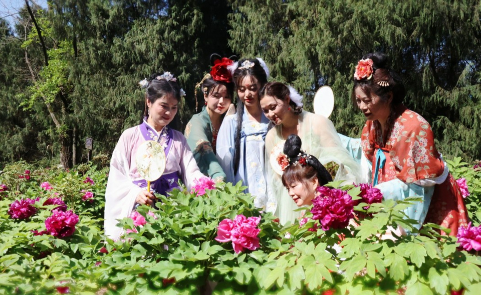 （转载）借花兴农 西充仙林牡丹花远销上海云南