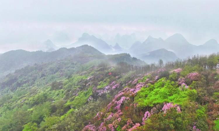 广西桂林：春日尧山开出一片杜鹃花红_fororder_图片4