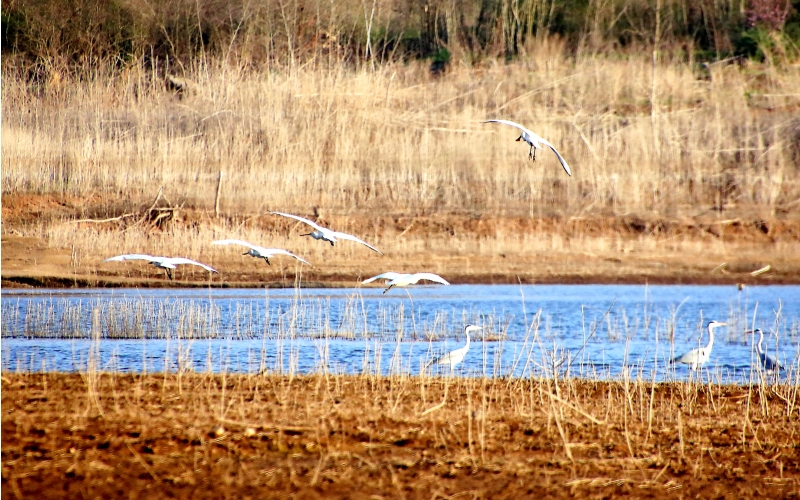 十堰鄖陽湖濕地公園吸引候鳥結隊棲息