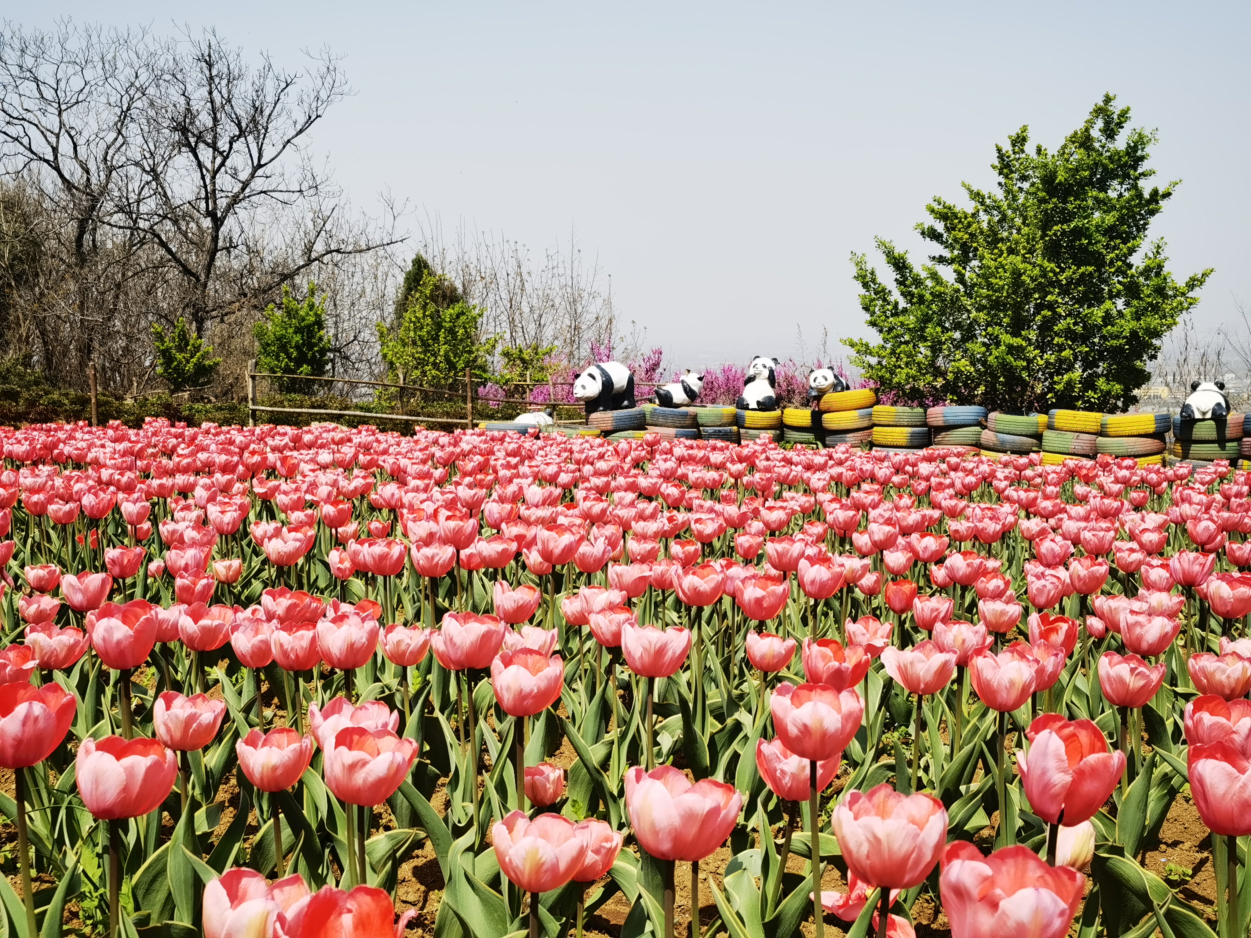【鏡觀陜西·第11期】鄠邑阿姑泉牡丹苑:十萬餘株鬱金香競相綻放_fororder_微信圖片_20240401161747