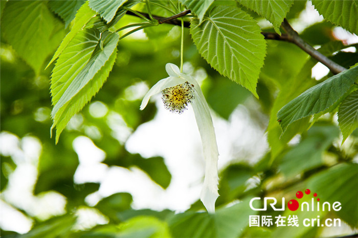（文末带摘要）【绿色出行要闻带列表】宜昌市五峰县推出10条春夏精品旅游线路