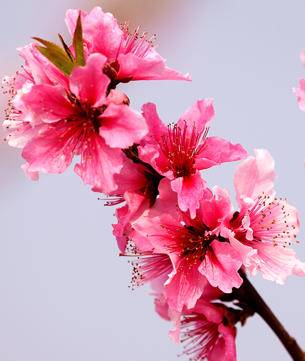 眉山仁寿：桃子产业美了乡村 富了村民_fororder_桃花朵朵开018-(1)