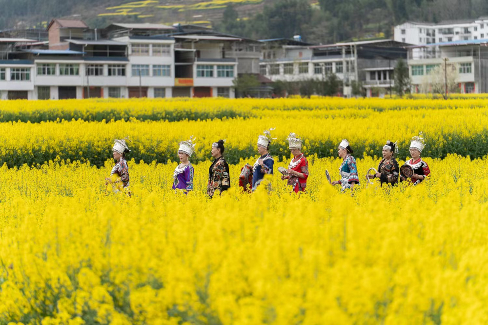 陕西镇巴：春入巴山 观金色花海
