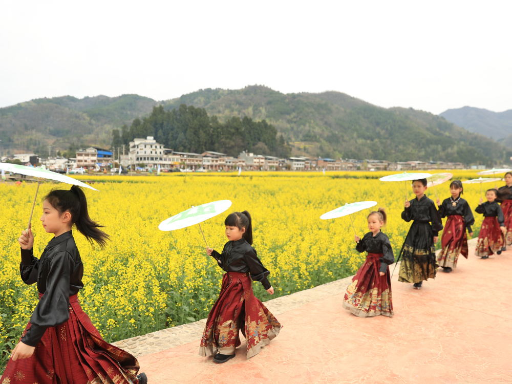 陕西镇巴：春入巴山 观金色花海