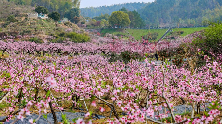 Hangzhou Tonglu Hengcun Town Seizes the Opportunity to Create a 'Mountain Flower Economy'