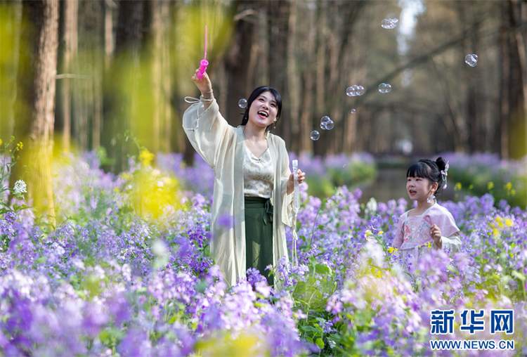 泰州興化：賞花踏青 樂享春光