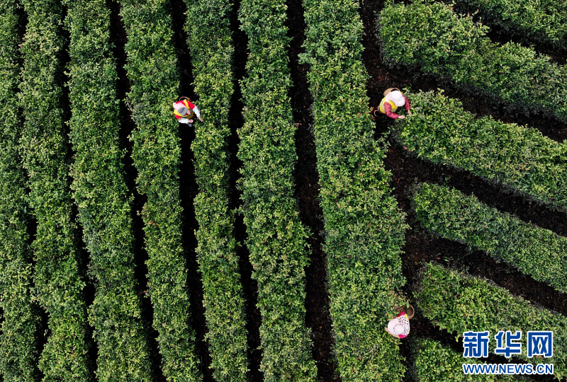 江蘇句容：春茶採摘忙
