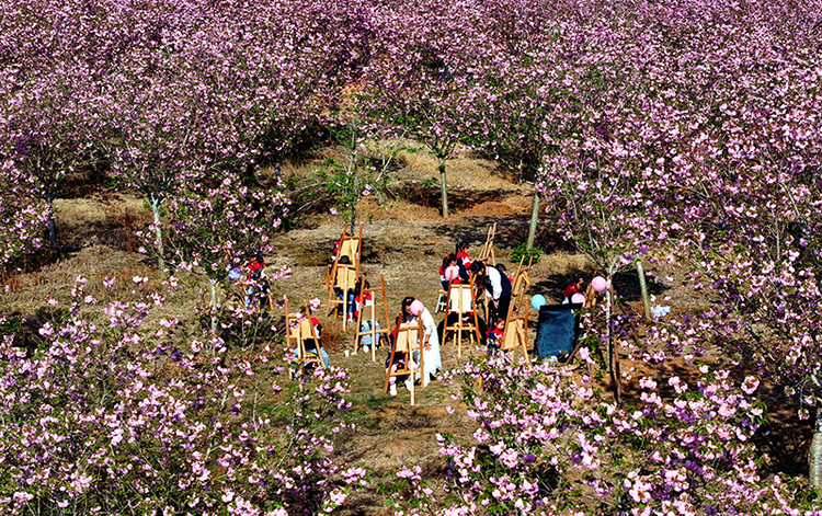 眉山仁寿：农旅融合写华章 樱花增色又添香_fororder_在仁寿县方家镇曲江社区的樱花基地，学生们正在写生。-05-(2)