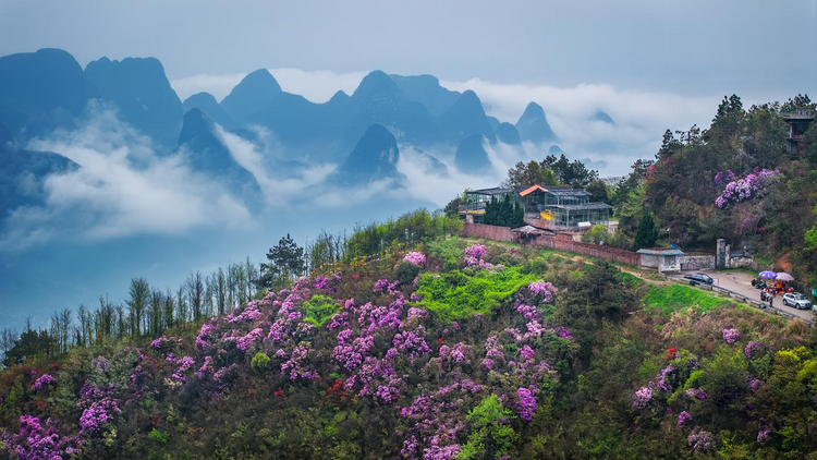 广西桂林：春日尧山开出一片杜鹃花红_fororder_图片1