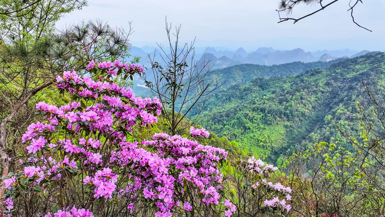 广西桂林：春日尧山开出一片杜鹃花红_fororder_图片3