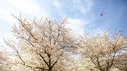 满山遍野尽芳菲 黄腊仙境人流连