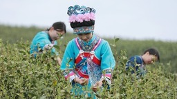 貴州惠水舉辦“上春山·採春茶”活動