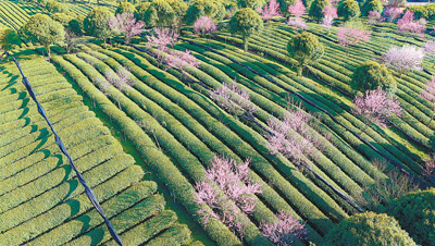 春茶全面採摘上市 産量預計比去年增長10%左右