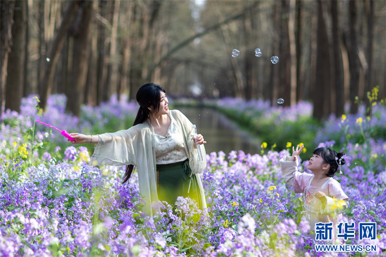 泰州興化：賞花踏青 樂享春光