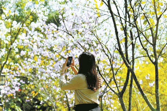 赏花游持续催热东莞“春日经济”_fororder_赏花2