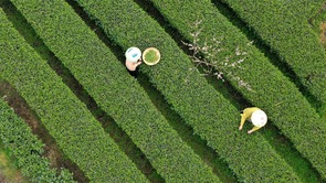 廣西龍勝：茶農搶採明前茶