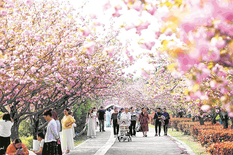 （转载）凤凰湖边春意浓 万株樱花迎来最佳观赏期_fororder_未标题-1