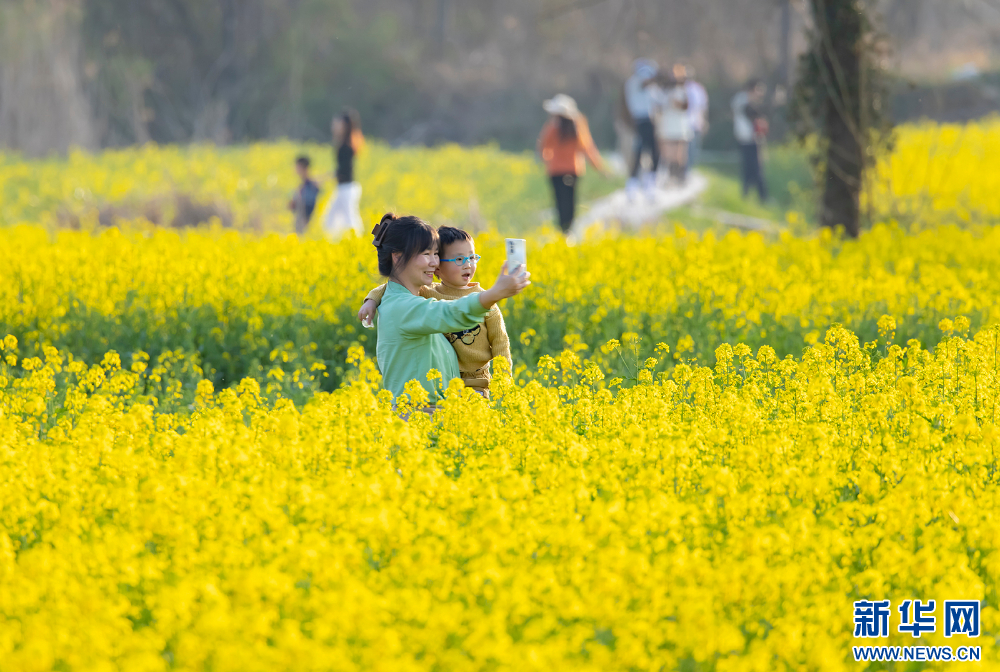 南京江寧：油菜花開 春意盎然