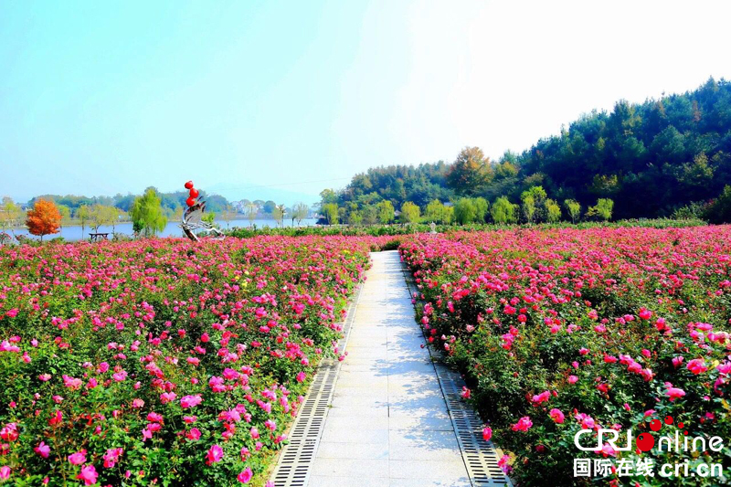 武汉木兰玫瑰节开幕 湖北黄陂打造“赏花经济”