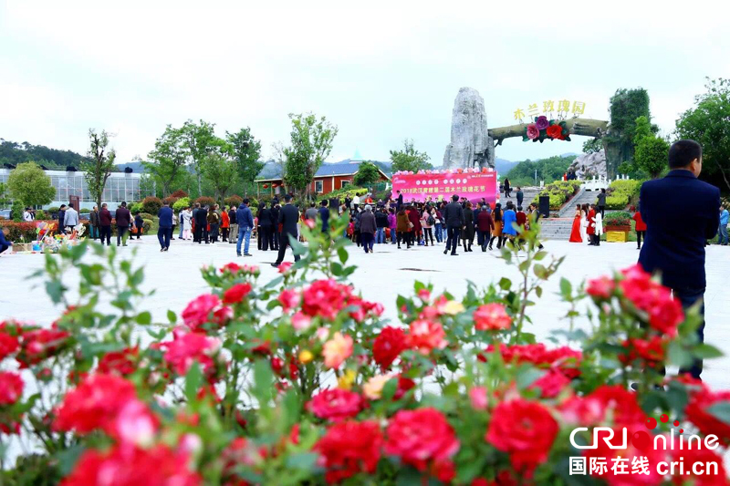 武汉木兰玫瑰节开幕 湖北黄陂打造“赏花经济”