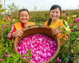眉山仁寿:乡村美景四月天 玫瑰绽放迎客来 眉山仁寿:乡村美景四月天 玫瑰绽放迎客来_fororder_新津文化