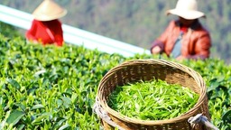 貴州獨山：提升産業綠“值” 老“茶鄉”飄出新“茶香”
