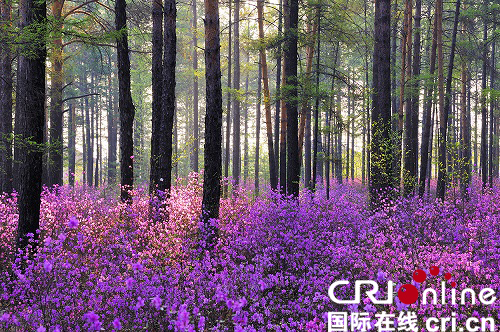 【黑龙江】中国·漠河首届杜鹃花节七大主题活动即将精彩呈现