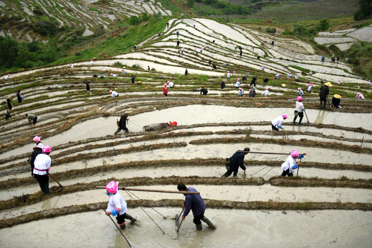 桂林龙胜：龙脊梯田“闹”开耕_fororder_图片2