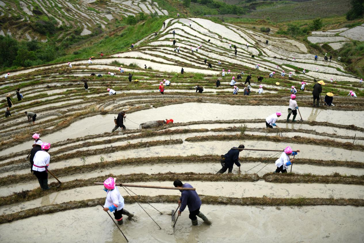 桂林龙胜：龙脊梯田“闹”开耕_fororder_图片2