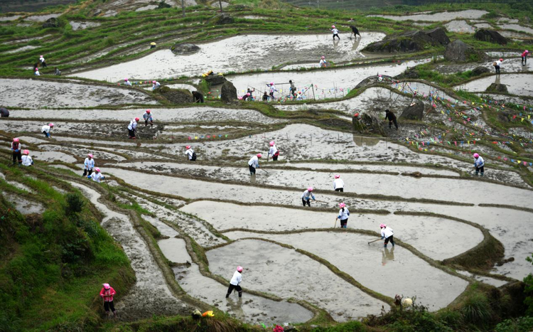 桂林龙胜：龙脊梯田“闹”开耕_fororder_图片3
