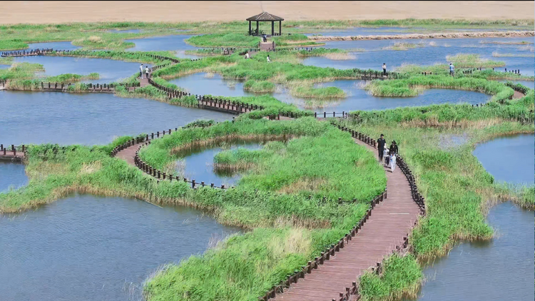 沧州南大港湿地图片图片