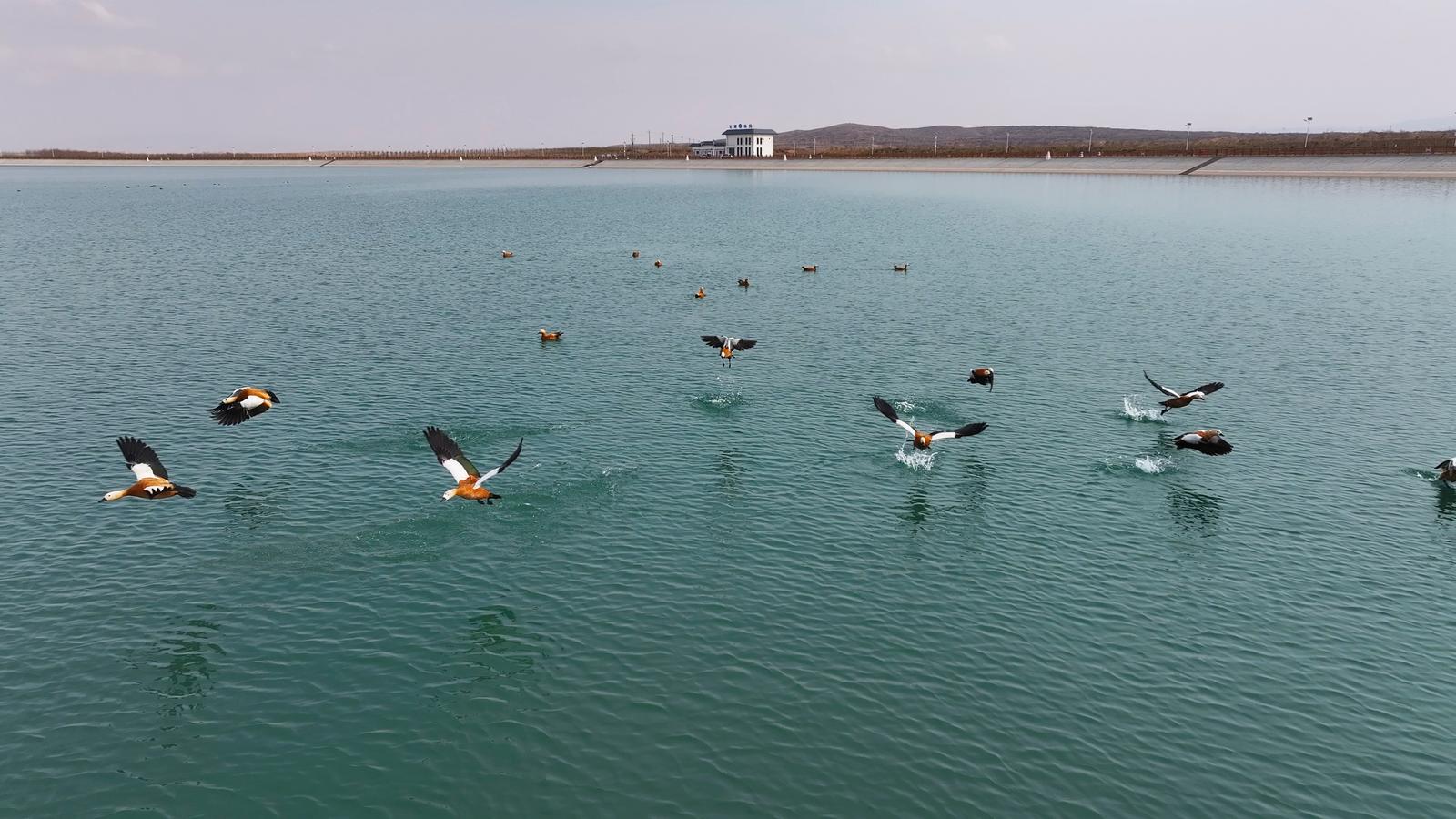 【原創】甘肅武威：古浪縣黃花灘5號調蓄水池吸引大批水鳥棲息_fororder_圖片7