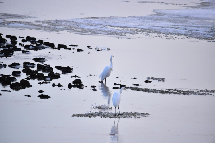 候鸟在嬉戏玩耍 供图 黑龙江八岔岛国家级自然保护区目前,黑龙江八岔
