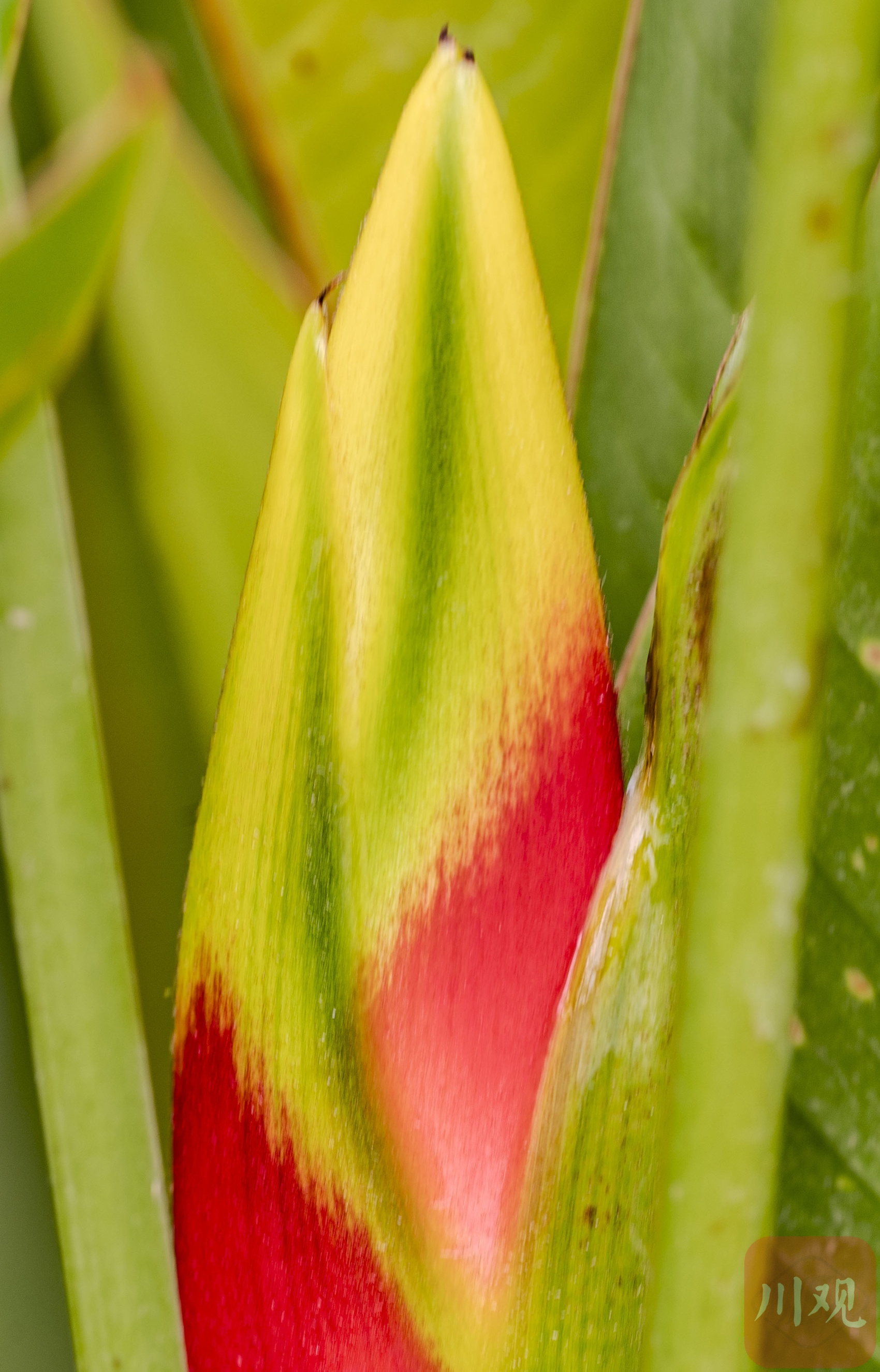 （转载）生如夏花 五彩斑斓 发现世园会繁花之美