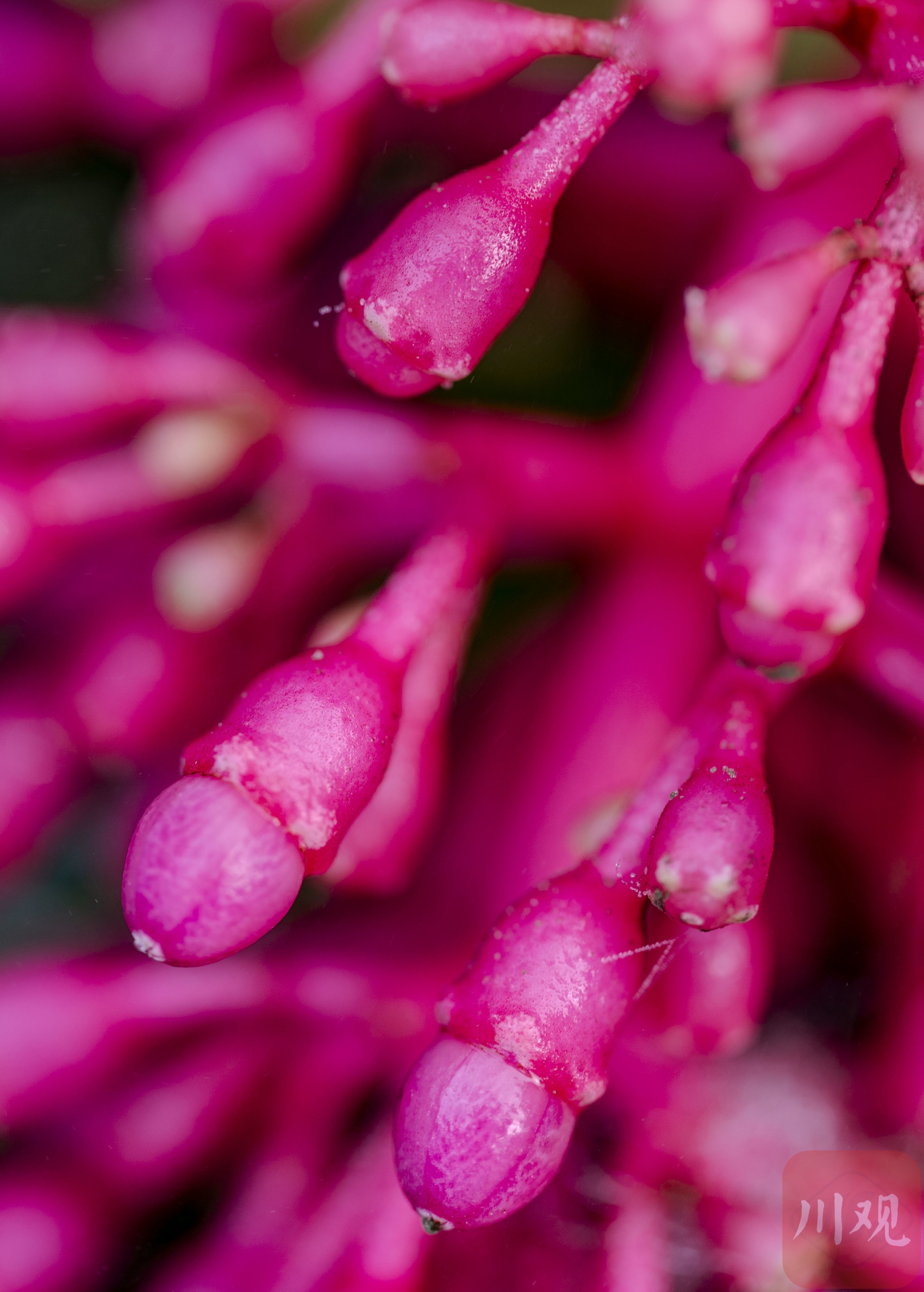 （转载）生如夏花 五彩斑斓 发现世园会繁花之美