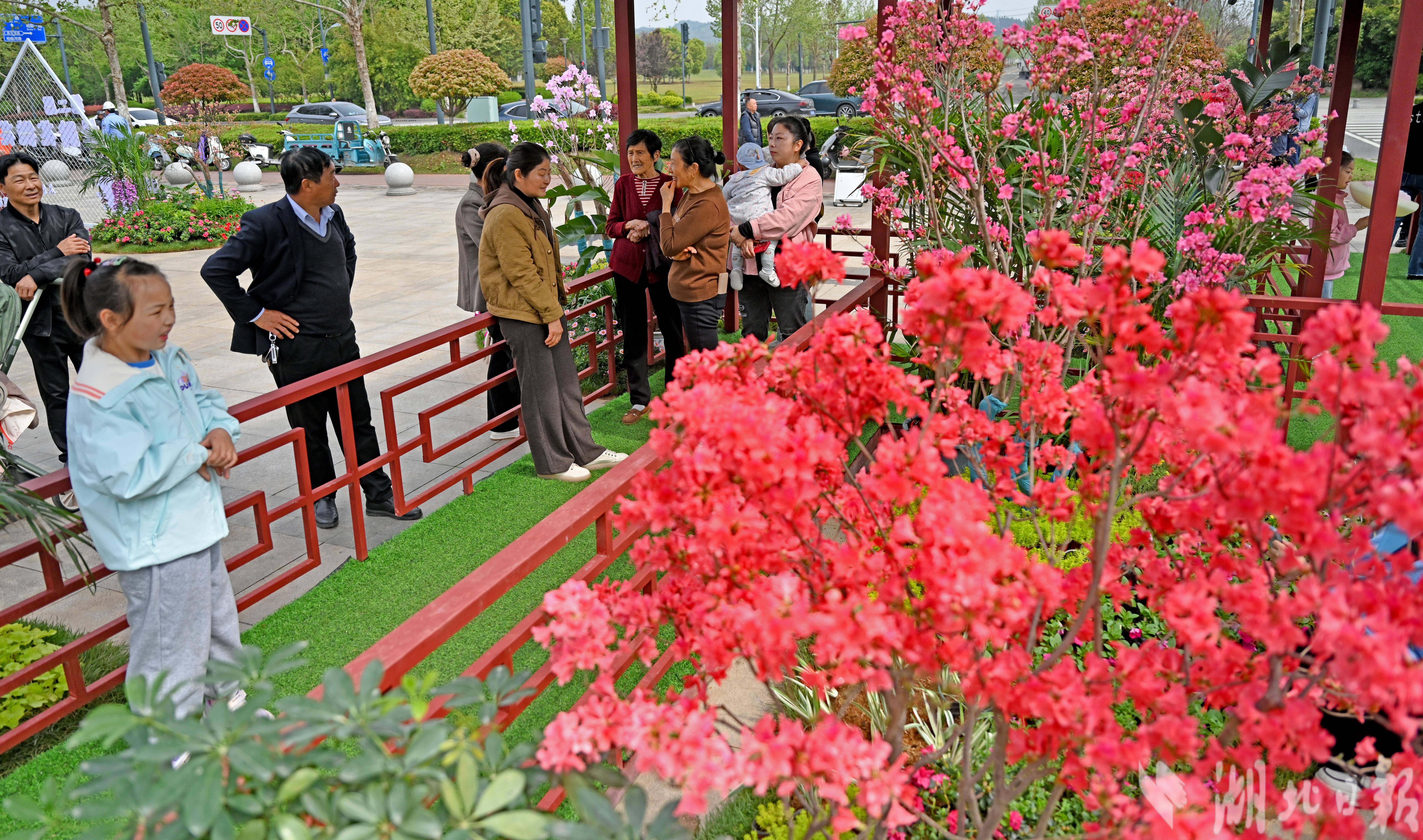 宜昌濕地公園辦起名貴杜鵑花展