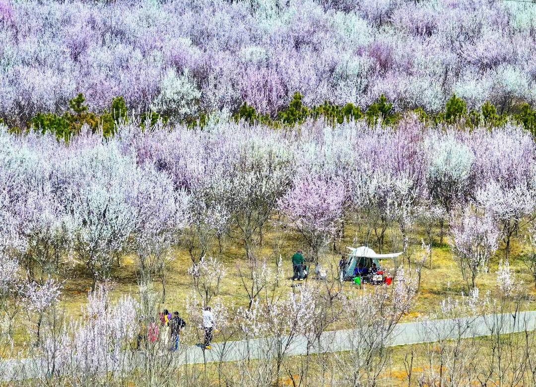 大连：林花皆似锦，尽是看花人