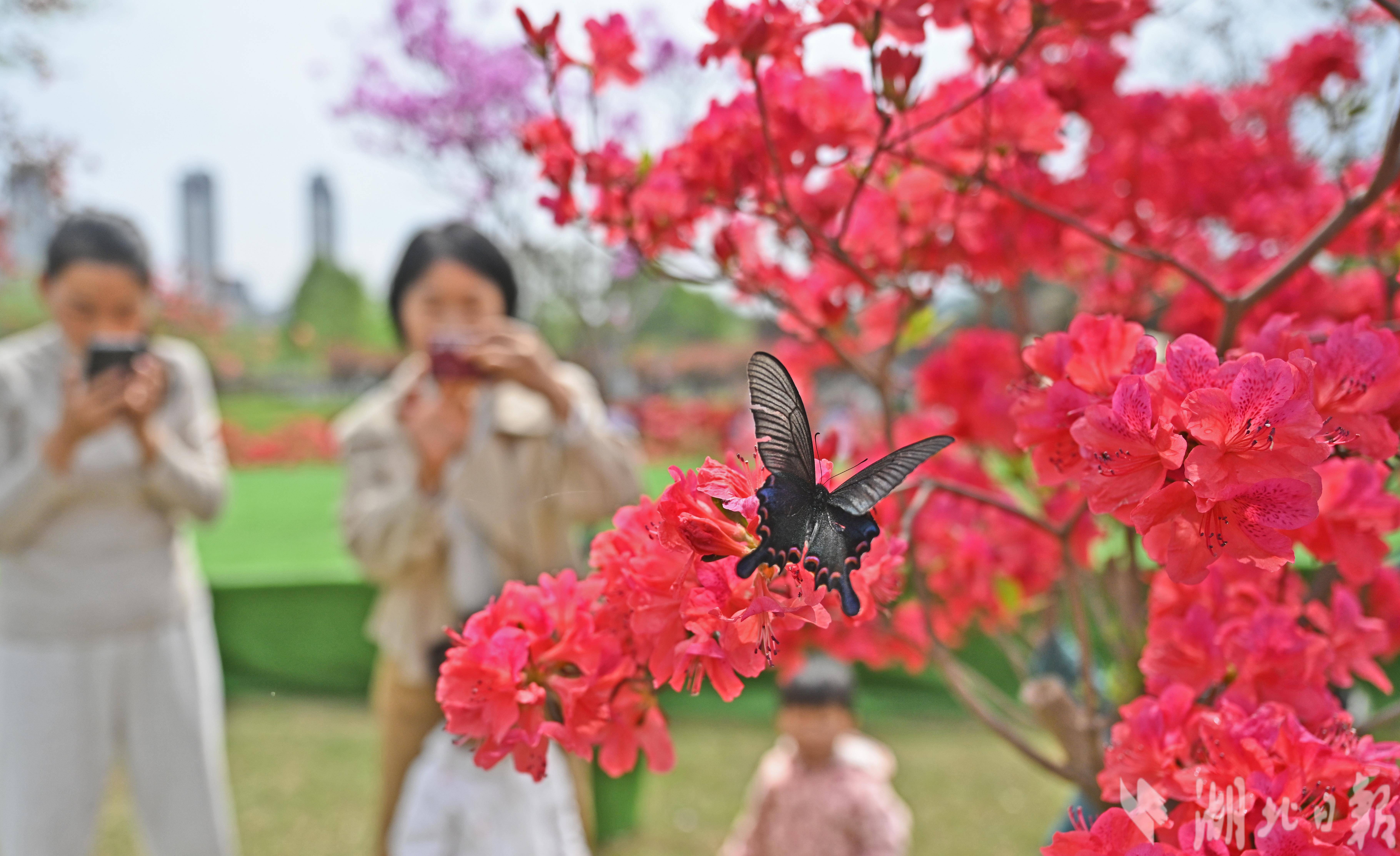 宜昌濕地公園辦起名貴杜鵑花展