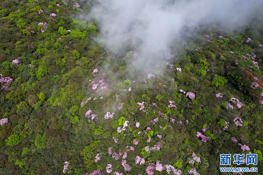 貴州梵凈山：繁花似錦醉遊人