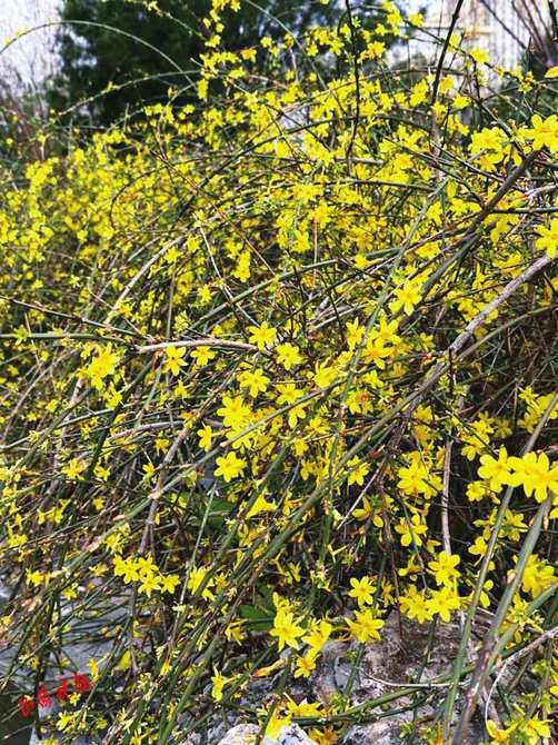 太原：春有约 花不误_fororder_33