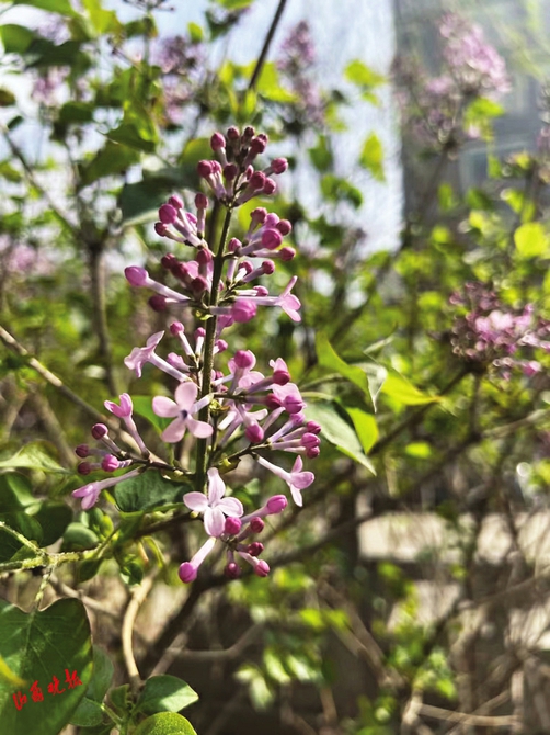 太原：春有约 花不误_fororder_44