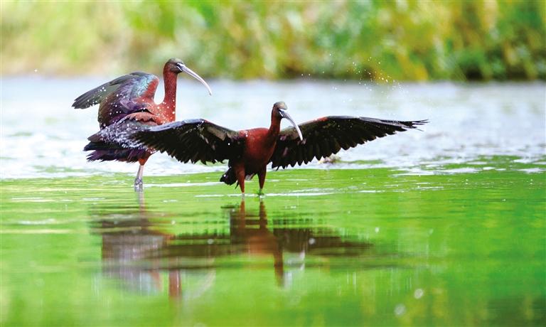 朱鹮近亲彩鹮现身西安浐灞国家湿地公园_fororder_微信图片_20240408124612